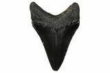 Serrated, Juvenile Megalodon Tooth - South Carolina #375899-1